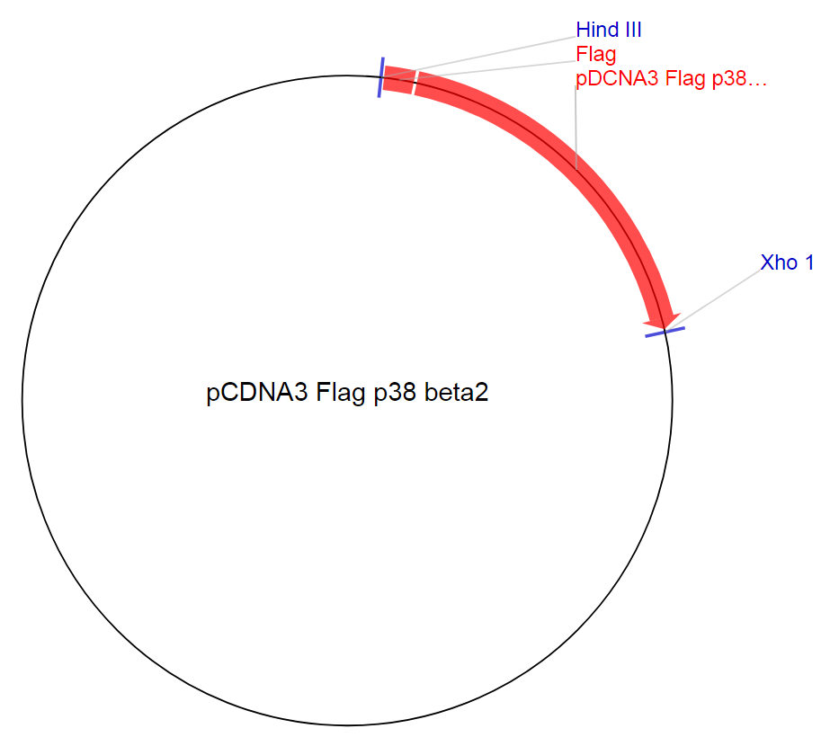 pCDNA3 Flag p38 beta2质粒图谱